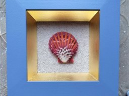 Königsmantel- Taubenblau